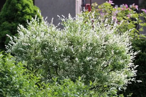 Flamingo willow - Flamingo tree - Salix integra