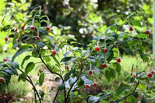 Fuchsias - Fuschia