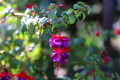 Fuchsia - Fuchsia