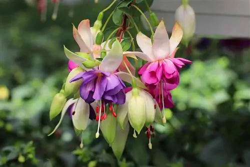 Fuchsias, fuchsias: sorg van A tot Z