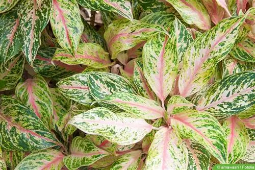 Filo bulboso - Aglaonema