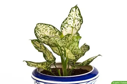 Cob থ্রেড, Aglaonema: A থেকে Z পর্যন্ত যত্ন