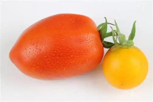 ¿Qué tan saludables son los tomates? Información sobre calorías, valores nutricionales & Co