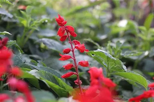 Ildsalvie - Salvia splendens