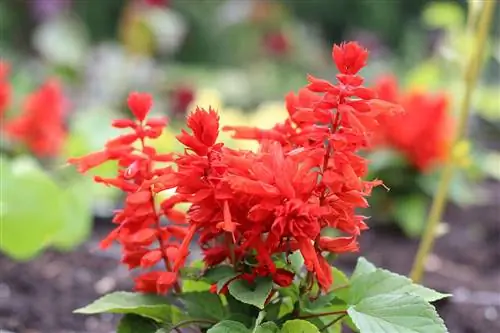 Hỏa Tiên - Salvia splendens