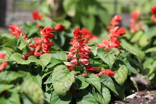 Tulitavia, Salvia splendens: hoito A:sta Z:hen