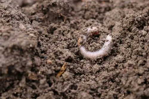 Earth with earthworm