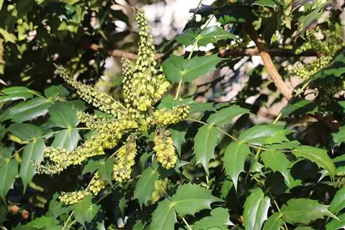 Mapambo ya Mahonia - Mahonia bealei