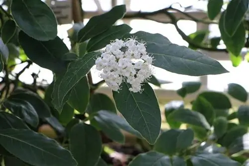 Цасан бөмбөг - Viburnum tinus