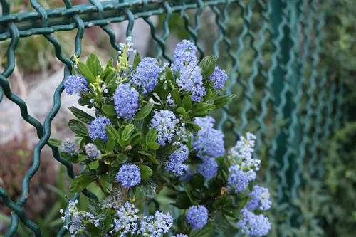 Мешковина - Ceanothus impressus