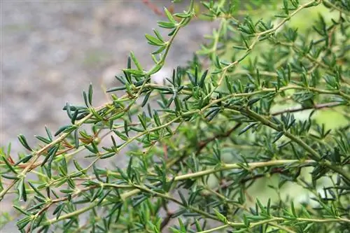 Raugerškio trynys – Berberis stenophylla