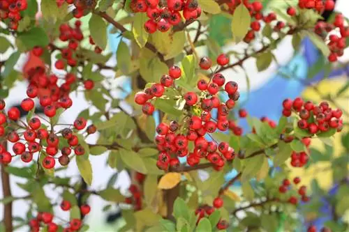 Firethorn - hybrydy Pyracantha