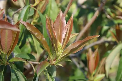 برگ درخشان - Photinia davidiana