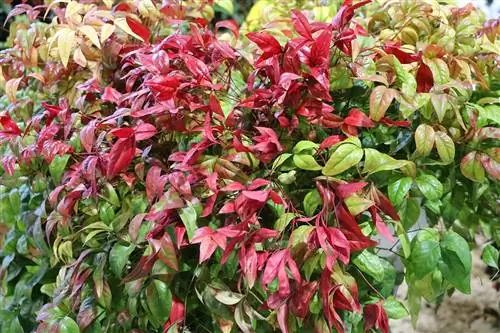 ሰማይ የቀርከሃ - Nandina domestica