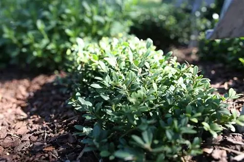 Japannese holly - Ilex crenata