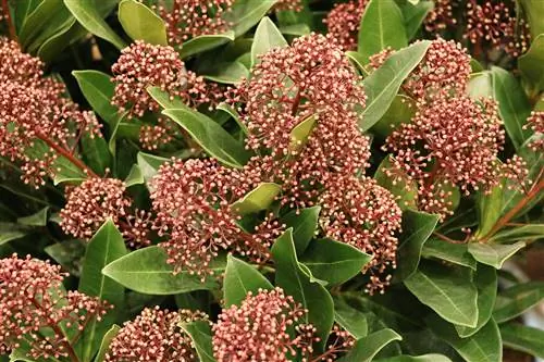 Японский цветок скиммии - Skimmia japonica.