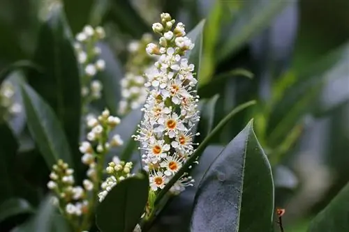 Pohon salam ceri - Prunus laurocerasus