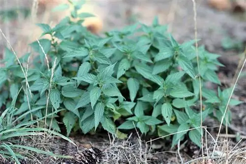 Isırgan - Urtica