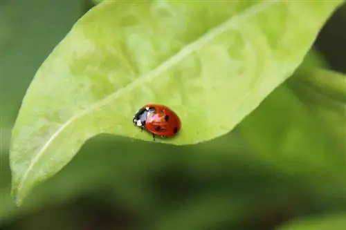 লেডিবগ