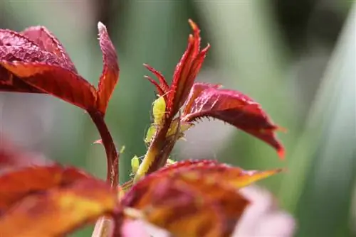 Արդյունավետ պայքարել aphids-ի դեմ նարդոս & Jasmine