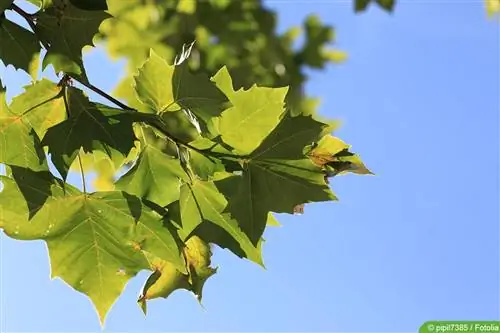 Plane tree: properly care for and cut the plane tree