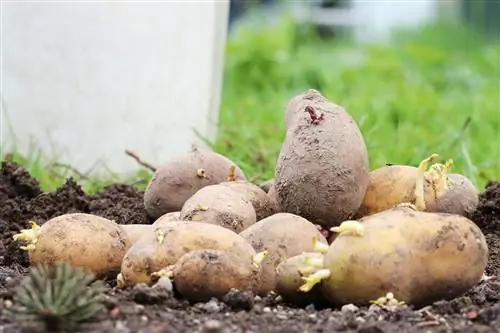 Patates - Solanum tuberosum