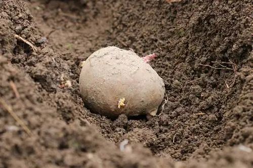 Timing: hvornår og indtil hvornår planter du kartofler?