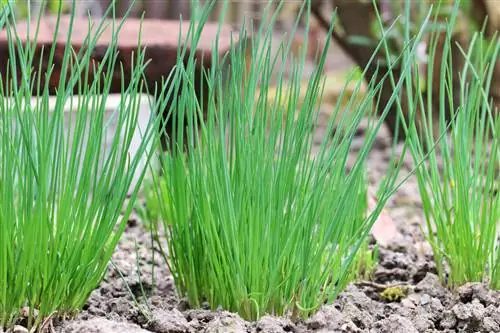 Chives - Allium schoenoprasum