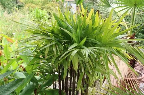 স্টিক পাম - Rhapis excelsa