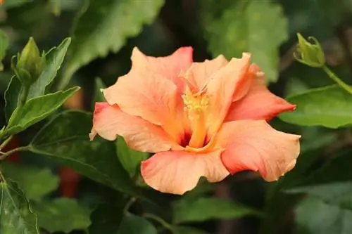 Rose Marshmallow - Hibiscus rosa-sinensis 'Apricot'