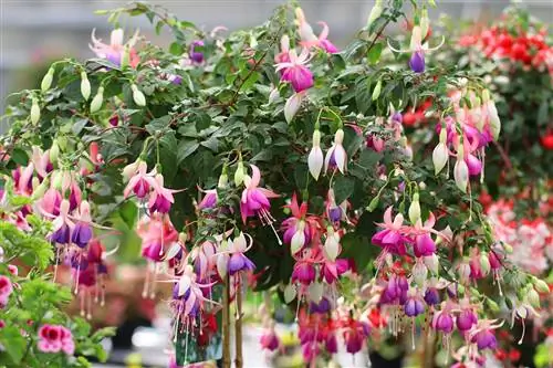 Fuchsias - Fuchsia