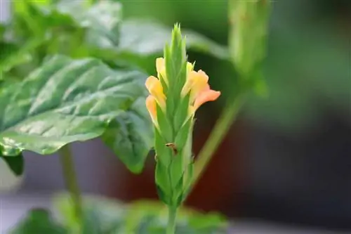 তাপির ফুল - Crossandra infundibuliformis