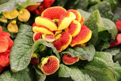 Cvet copatka - Calceolaria