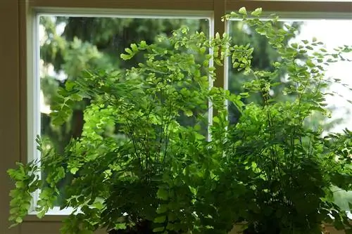 Maidenhair Fern - Վեներայի մազեր - Adiantum capillus-veneris