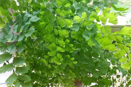 Fieri Maidenhair - Flokët e Venusit - Adiantum capillus-veneris