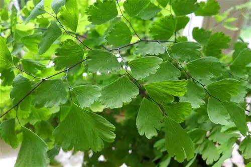 Maidenhair Fern - Վեներայի մազեր - Adiantum capillus-veneris