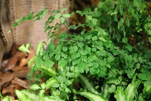 เฟิร์น Maidenhair, adiantum: ดูแลตั้งแต่ A ถึง Z