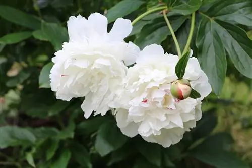 Peonies - Paeonia officinalis