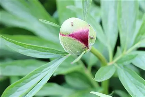 Bijūnai – Paeonia officinalis