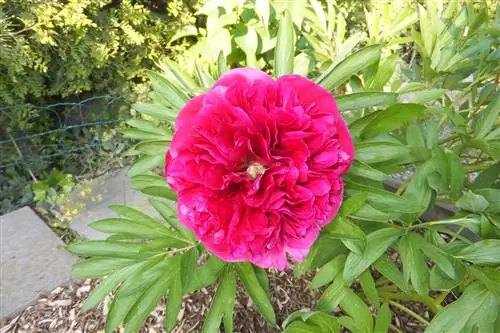 Pæoner, Paeonia: 11 tips til pleje