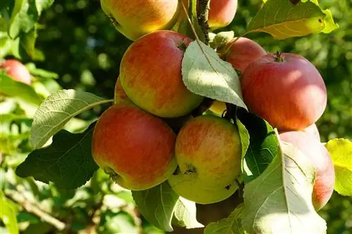 Prato frutteto: mela - penalità