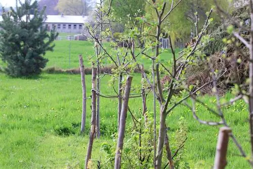 Viljapuuniit: loomine ja hooldamine - Mis on lubatud?