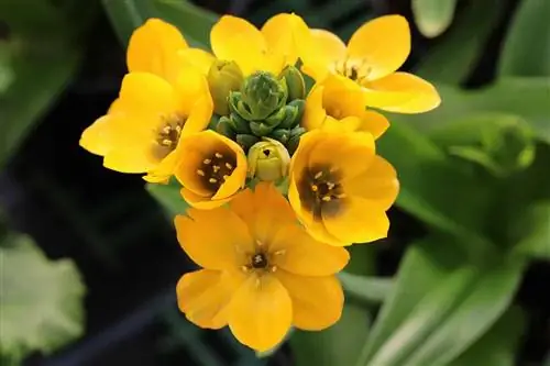 Pieno žvaigždė – Ornithogalum dubium