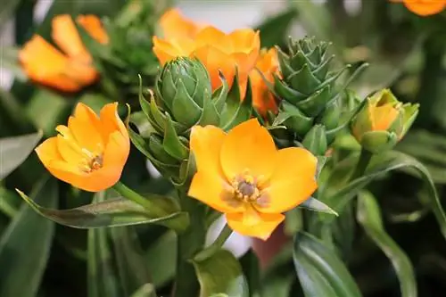 რძის ვარსკვლავი - Ornithogalum dubium