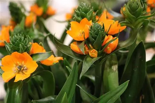 כוכב חלב - Ornithogalum dubium