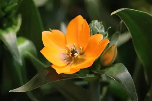 Milk Star, Ornithogalum: Péče od A do Z