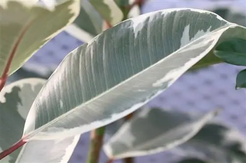 Albero della gomma - Ficus elastica