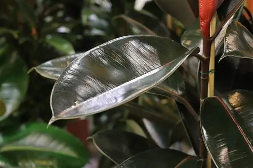 Arbre del cautxú - Ficus elastica