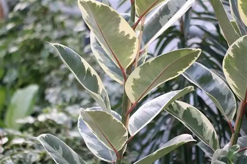 የጎማ ዛፍ - Ficus elastica