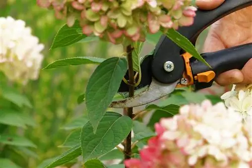 Kutte hortensiaer: Når er riktig tidspunkt?